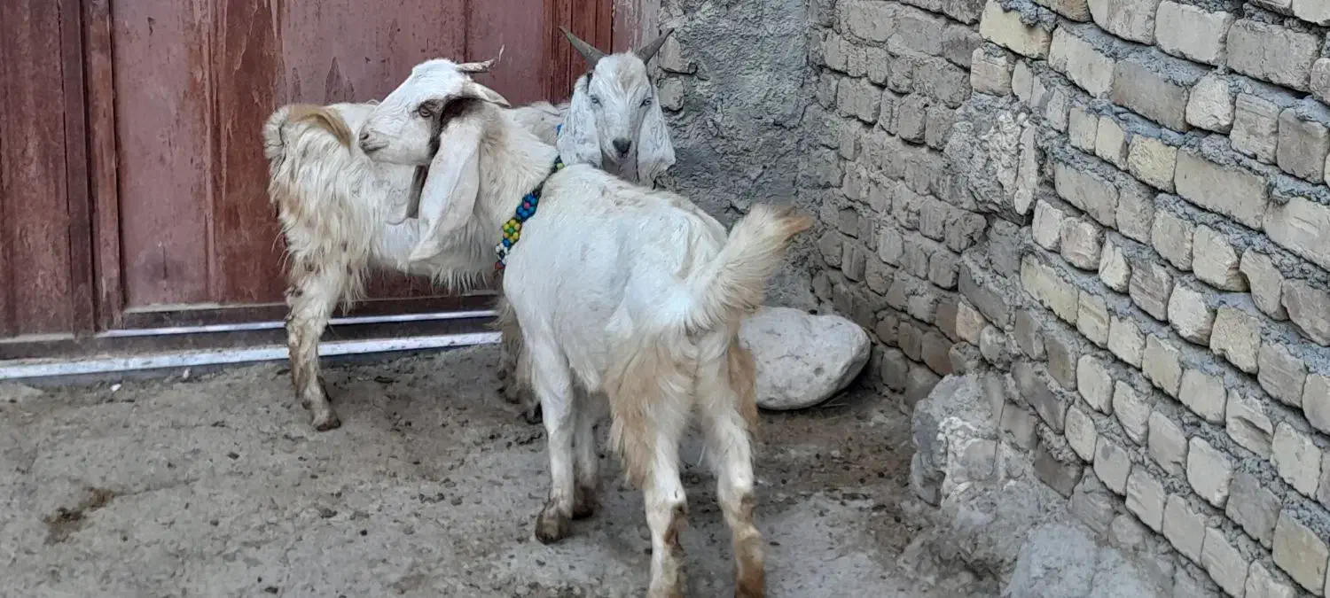 دوتا چپش یکی نر و یکی ماده|حیوانات مزرعه|بروجرد, |دیوار