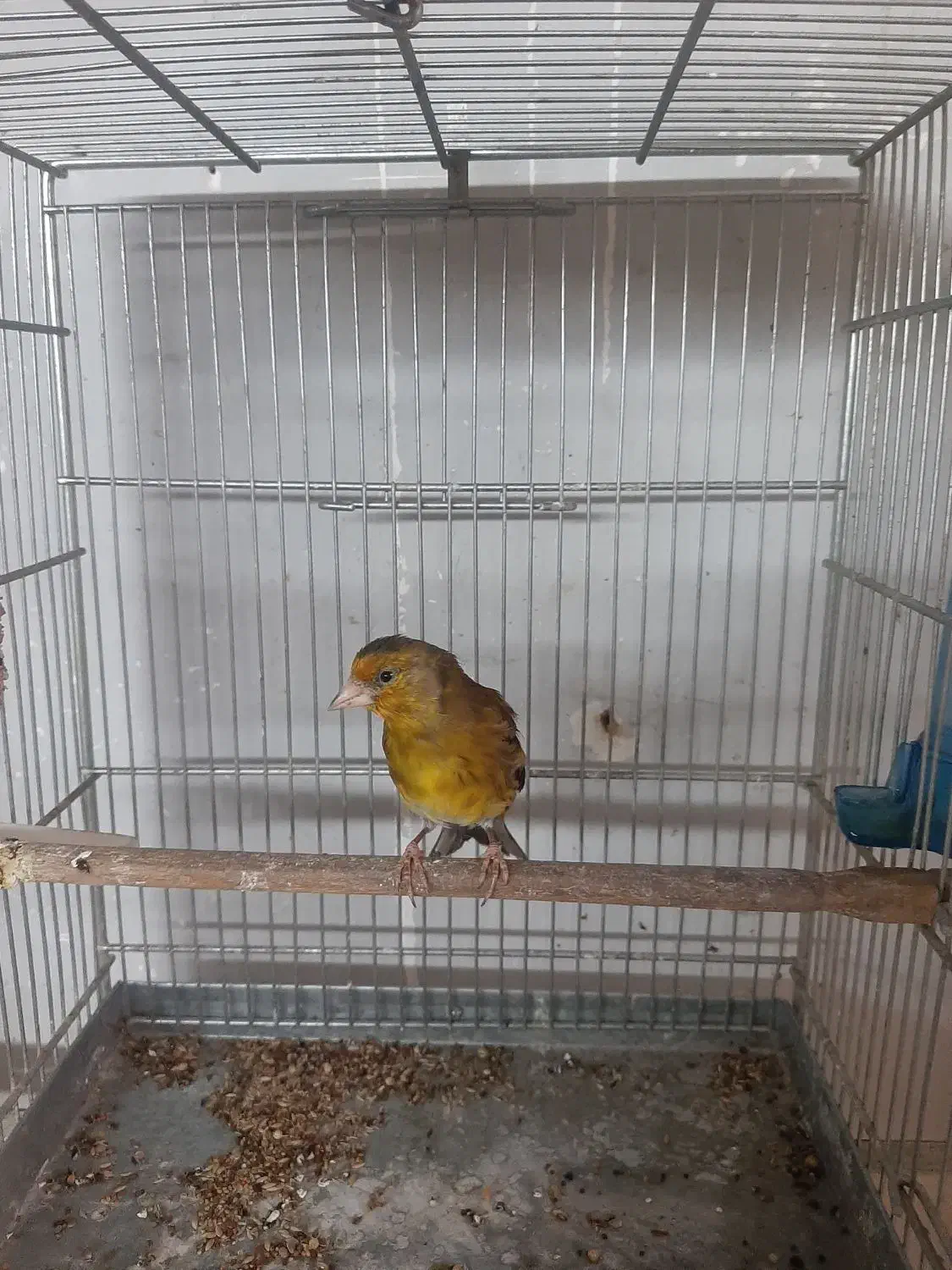 فروش یک عدد سهره قناری|پرنده|فردیس, شهرک شهید حسینی|دیوار