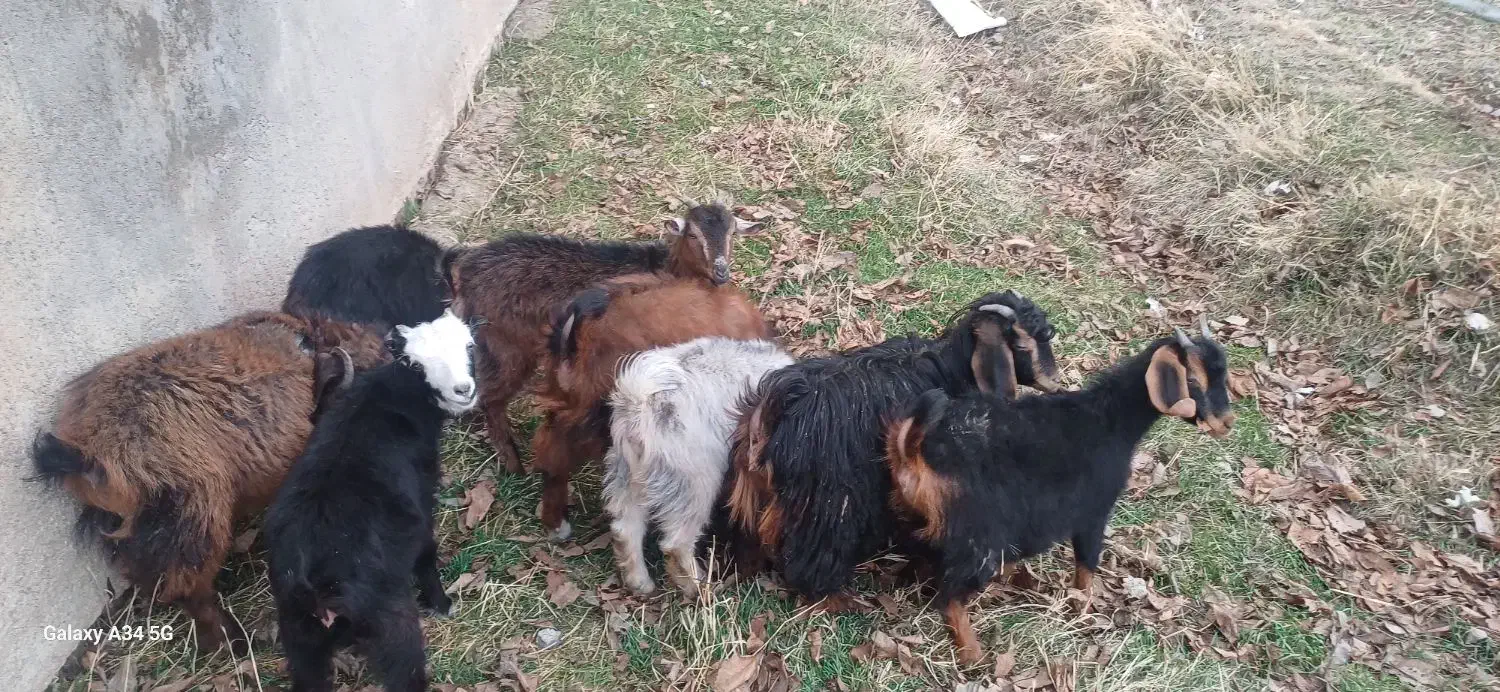 بز غاله|حیوانات مزرعه|باروق, |دیوار