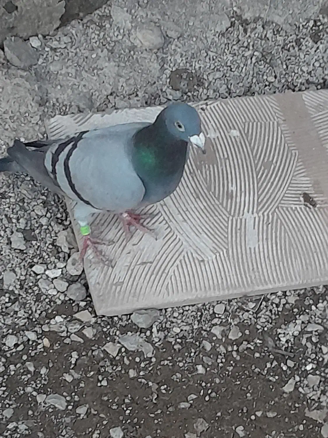 دوبر ماده|پرنده|اردبیل, |دیوار