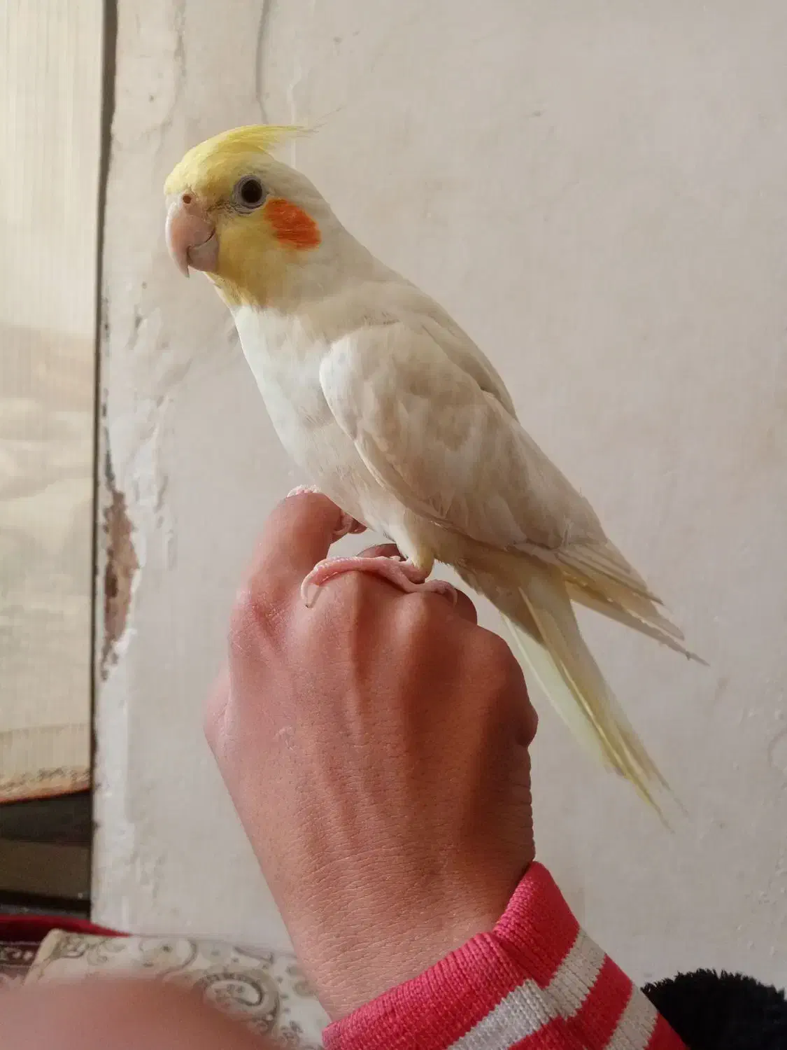 عروس هلندی|پرنده|تربت جام, میان جام|دیوار