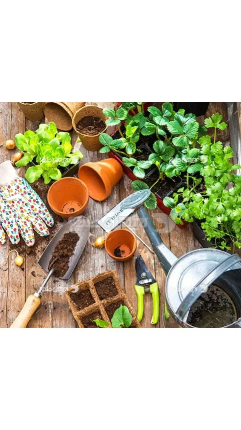 کاشت درخت، گل  گیاه، هرس درختان،|خدمات باغبانی و درختکاری|قم, آذر (نکویی)|دیوار