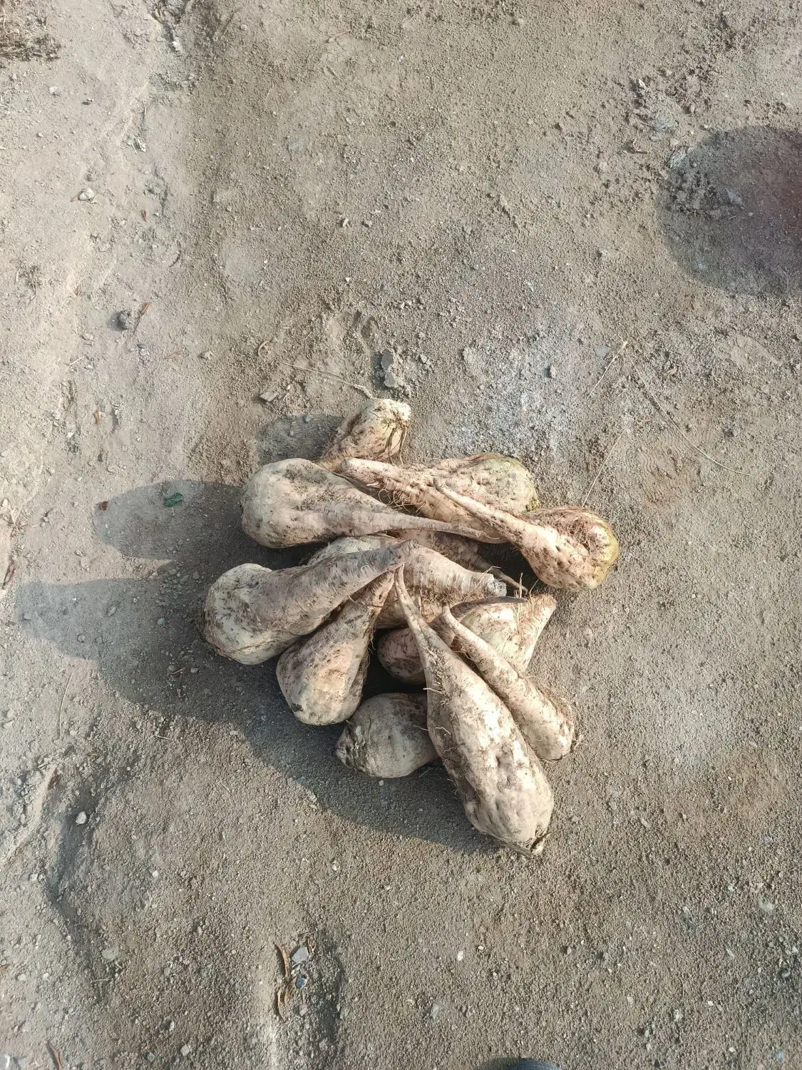 چغندر|عمده‌فروشی|سلماس, |دیوار