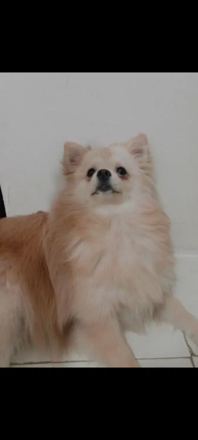 فروش فوری|سگ|رباطکریم, شهرک صنعتی نصیرآباد|دیوار