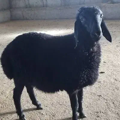 بره نر|حیوانات مزرعه|سجاس رود, |دیوار