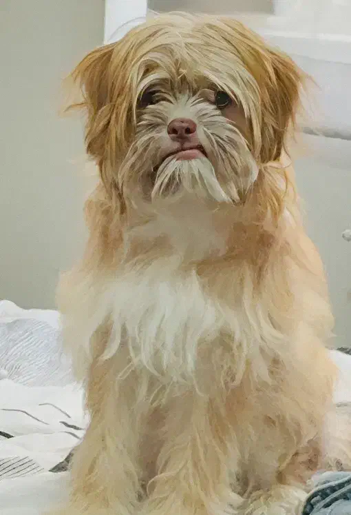 واگذاری سگ|سگ|پاکدشت, پاکدشت (مامازند)|دیوار