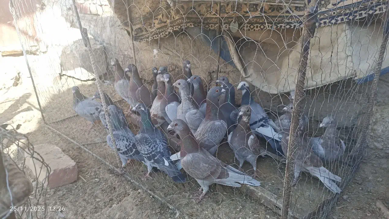 کبوتر.|پرنده|هامون, |دیوار