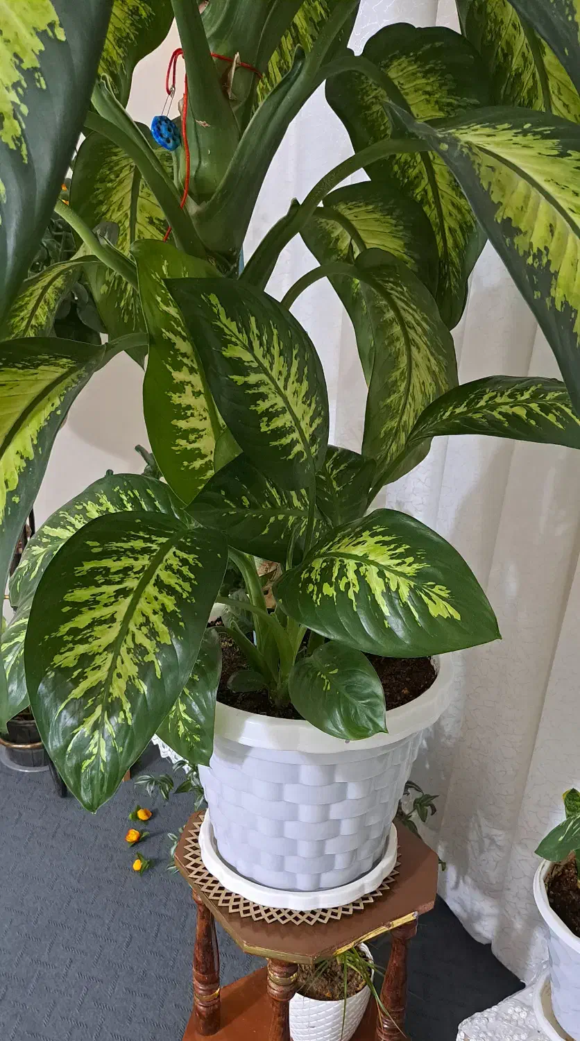 گل دیفن|گل و گیاه طبیعی|ملایر, |دیوار