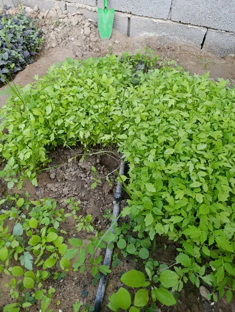 نشا گوجه|خدمات باغبانی و درختکاری|بندرعباس, |دیوار