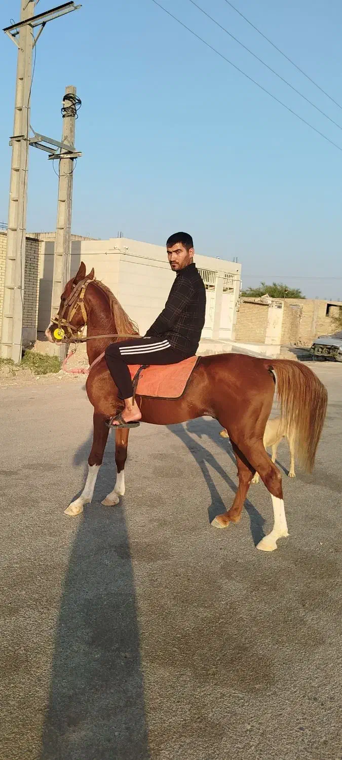 اسب|اسب و تجهیزات اسب‌سواری|دزفول, |دیوار