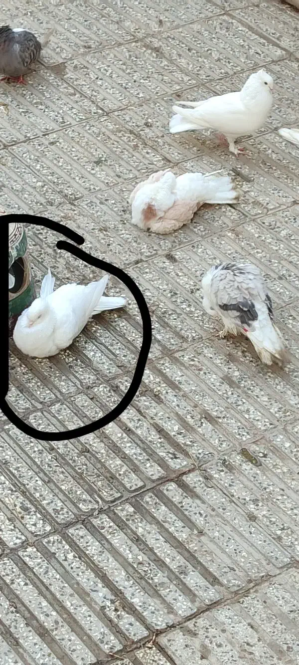 کفتر|حیوانات|شاهرود, |دیوار