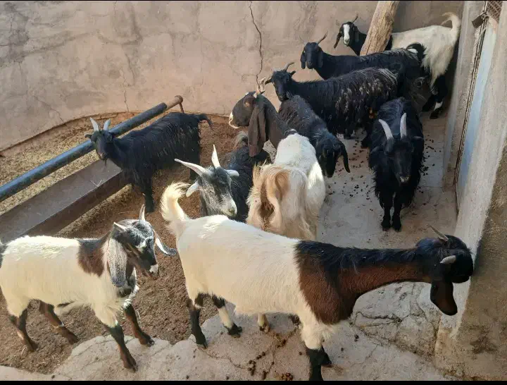 بز جوان|حیوانات مزرعه|آشتیان, |دیوار