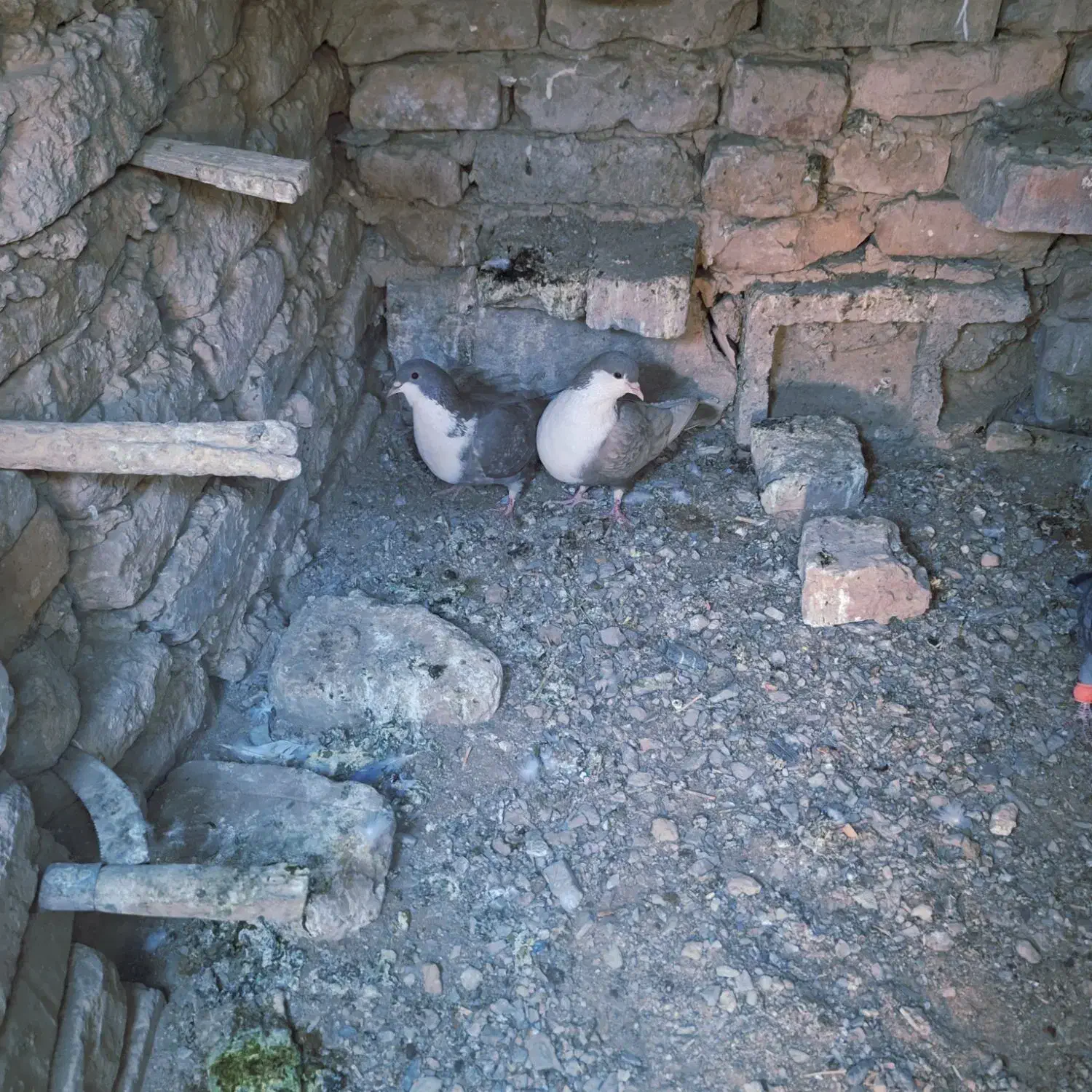 یک ریش|پرنده|کورین, |دیوار