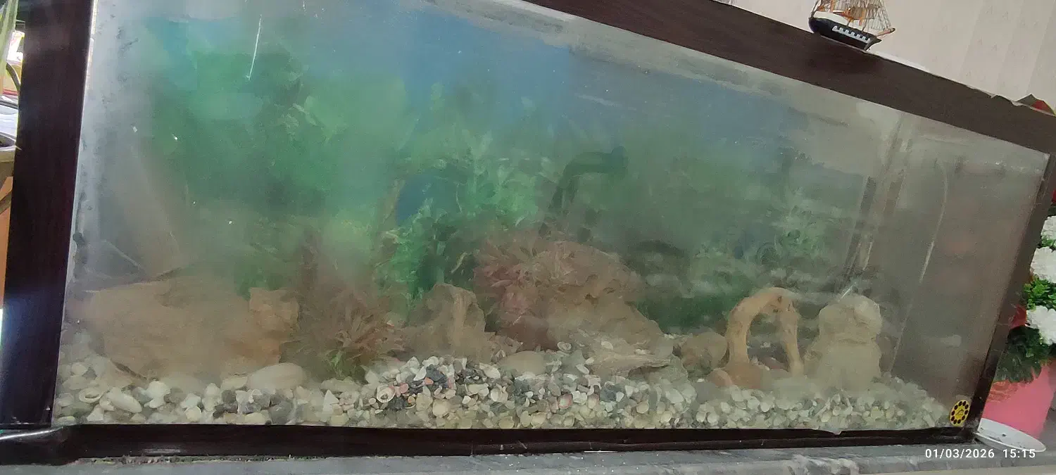 آکواریوم|ماهی|ارومیه, |دیوار