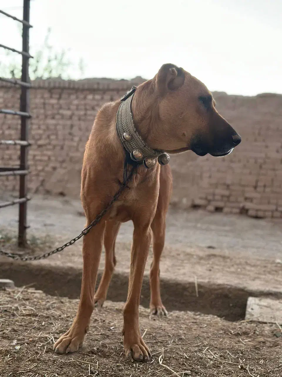 سگ نگهبان|سگ|کاشمر, |دیوار