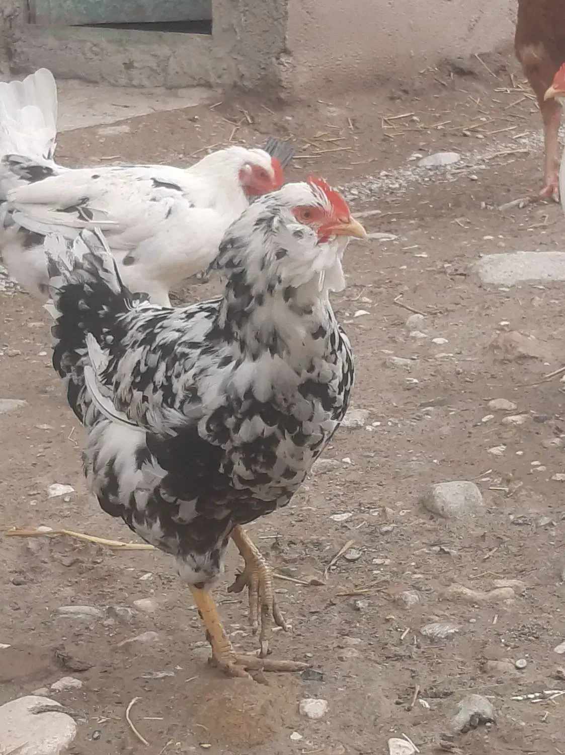 مرغ خروس|حیوانات مزرعه|کردکوی, |دیوار