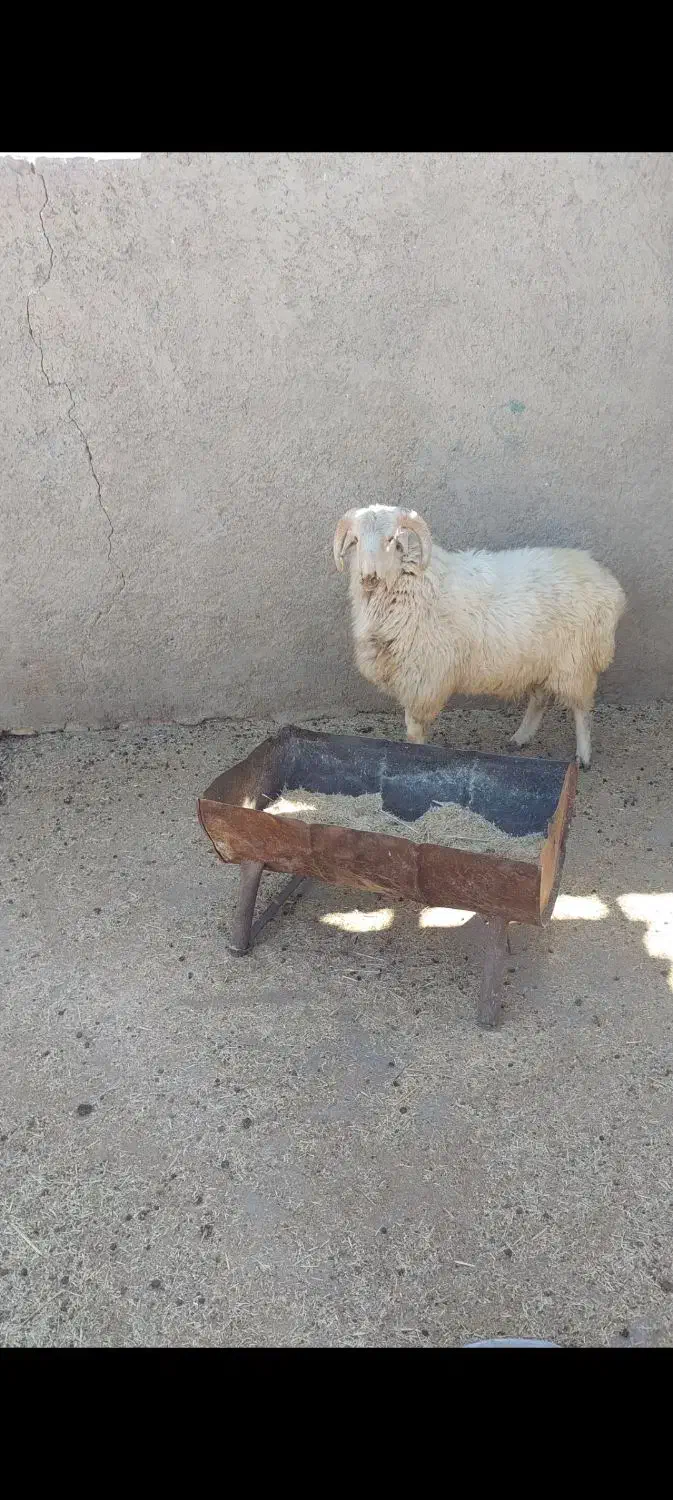 بره نر چاق سالم|حیوانات مزرعه|نی‌ریز, |دیوار