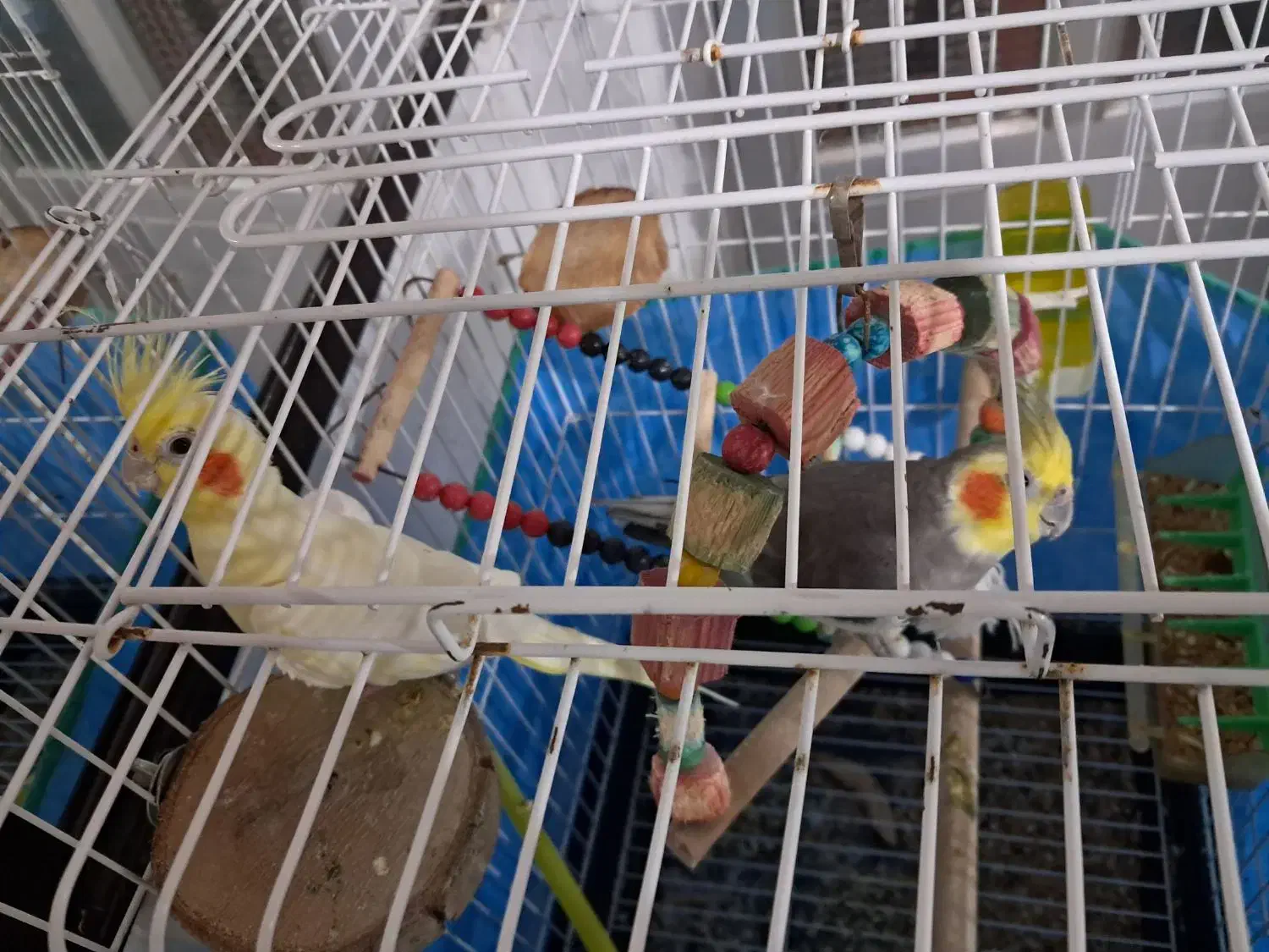 دو عدد عروس هلندی|پرنده|رشت, لاکانی|دیوار