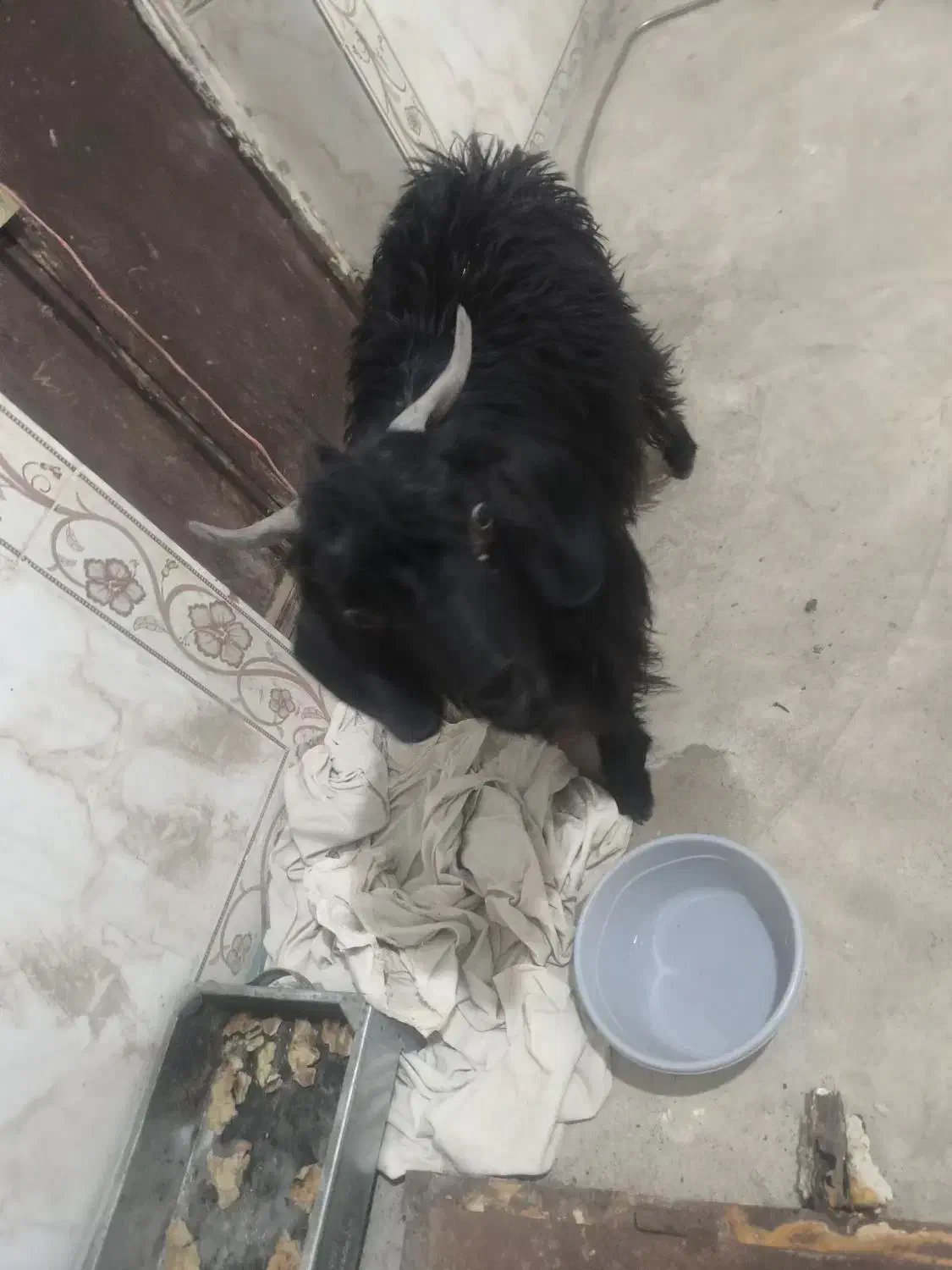 کره نر|حیوانات مزرعه|زابل, |دیوار