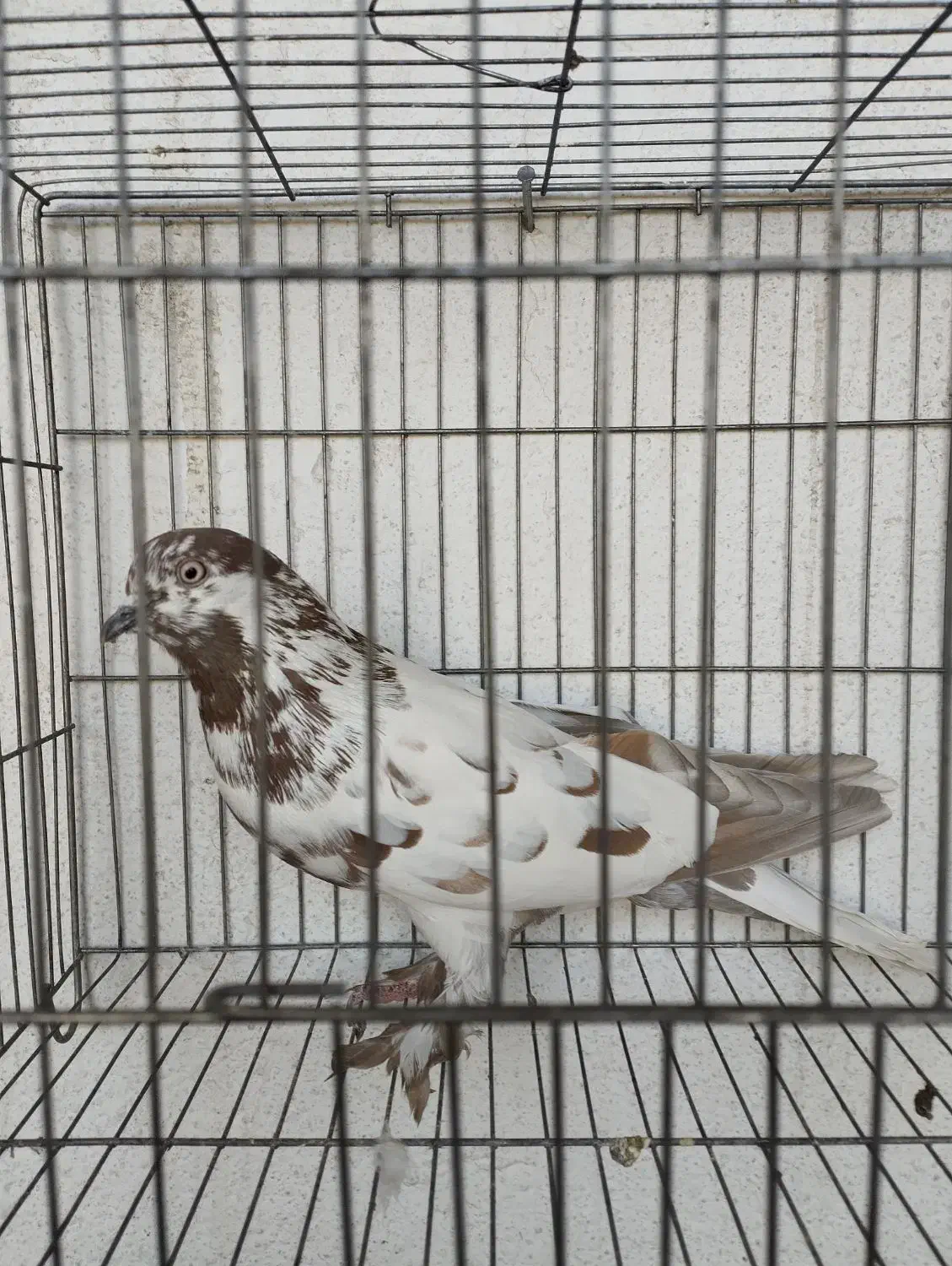 کبوتر|پرنده|فولادشهر, B1|دیوار