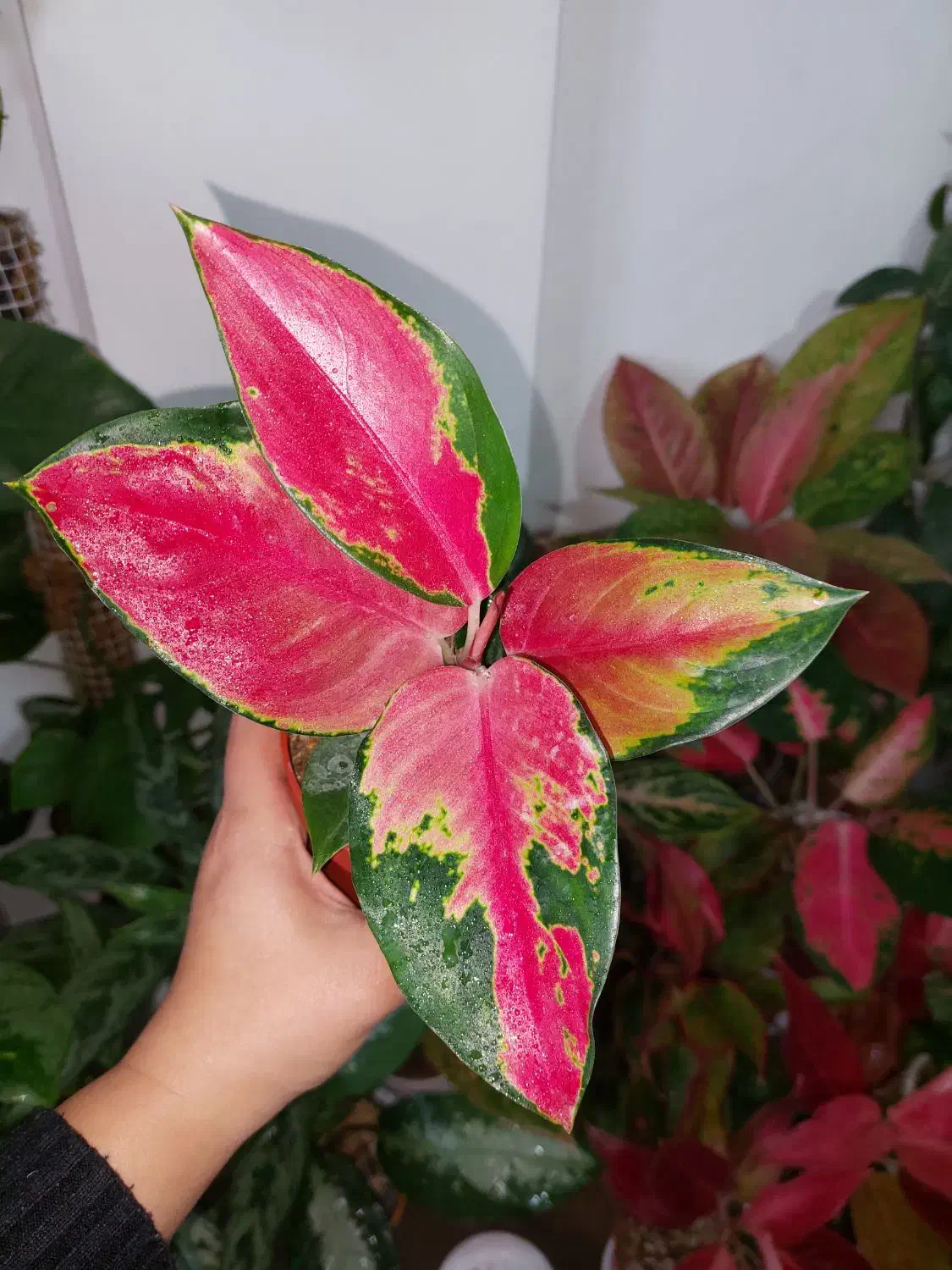 گیاهان خاص|گل و گیاه طبیعی|مراغه, |دیوار