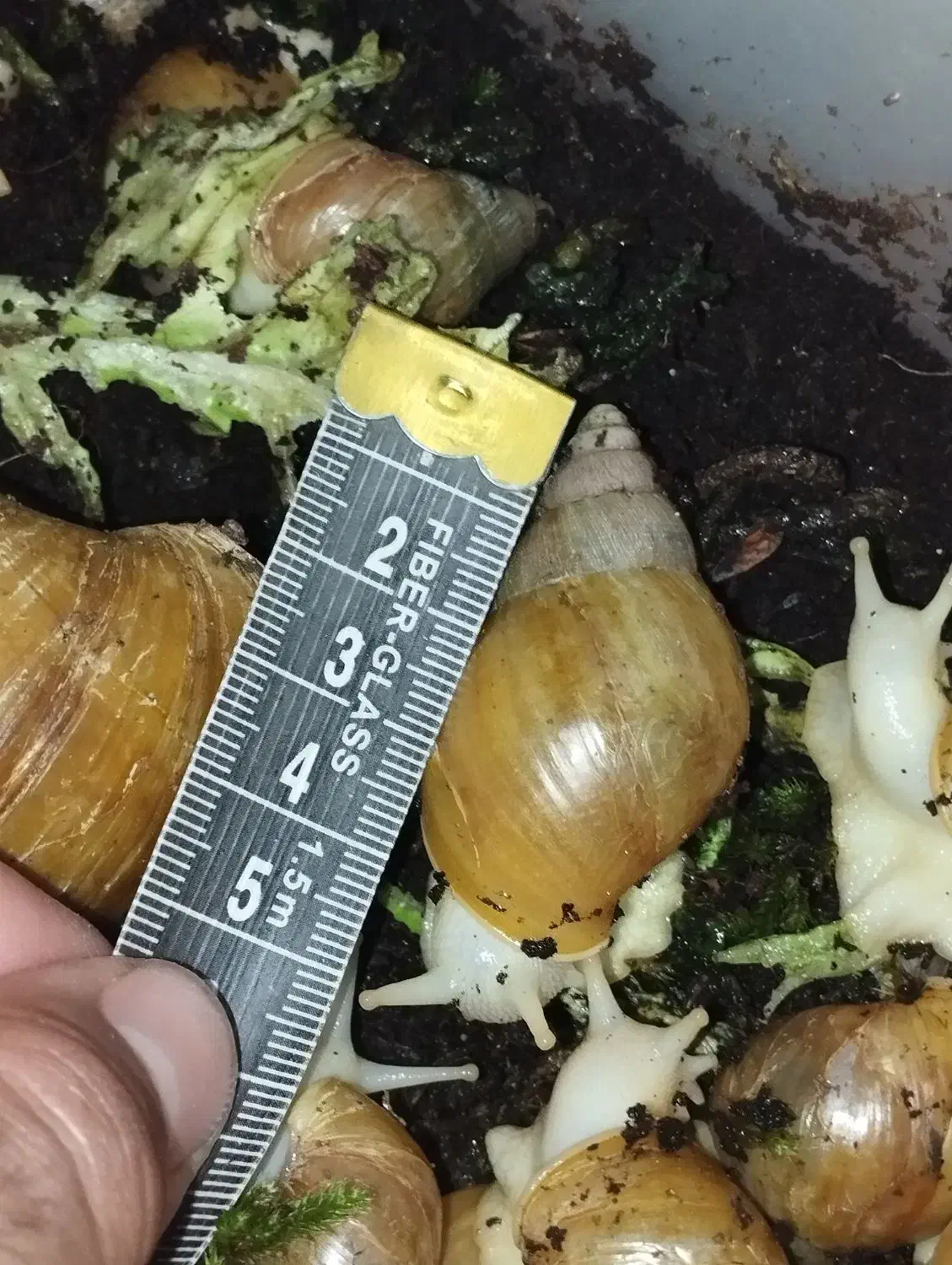 حلزون البینو|خزنده|مشهد, حجاب (شهرک غرب)|دیوار