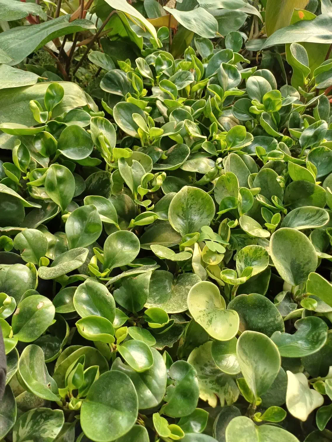 گل قاشقی سبز و ابلق|گل و گیاه طبیعی|بیستون, |دیوار