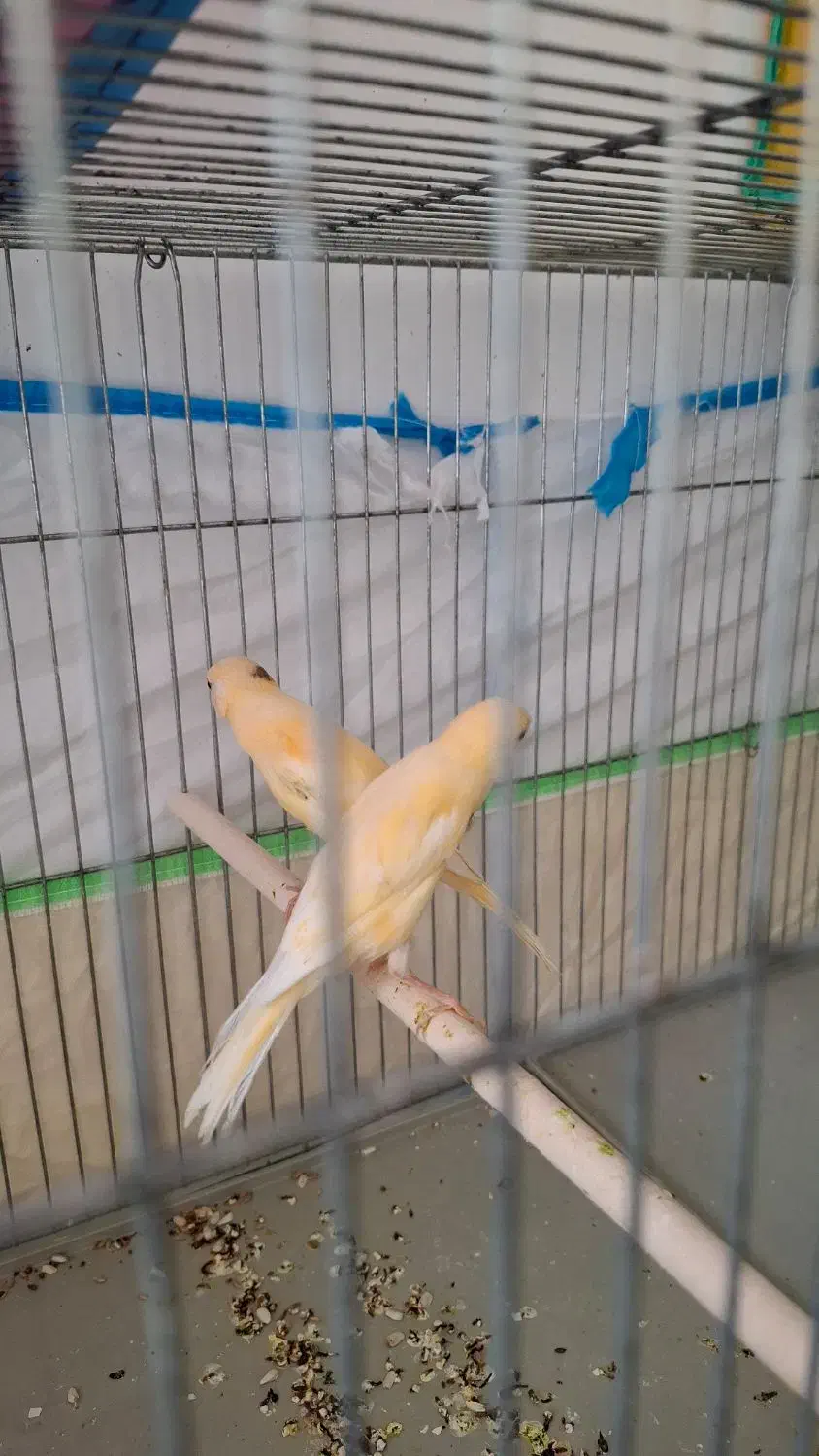 قناری|پرنده|مرودشت, ژیان|دیوار