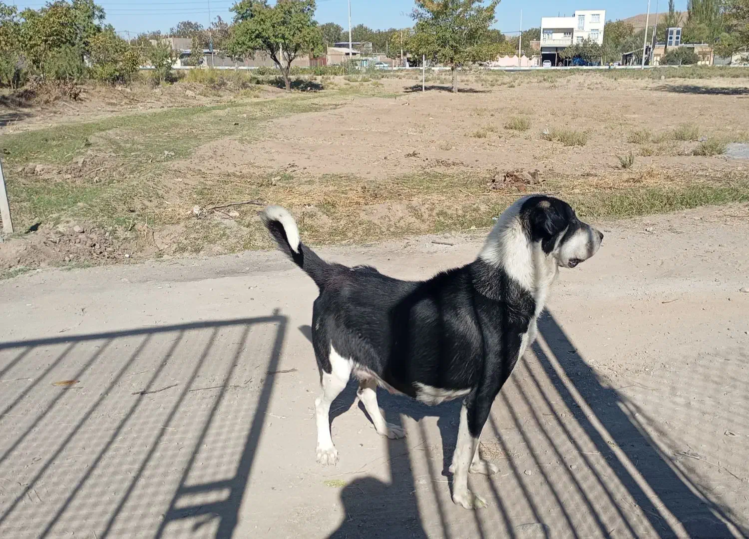 عراقی،الابای سرابی،عراقی .پژدر 19ماهه|سگ|عجب شیر, |دیوار