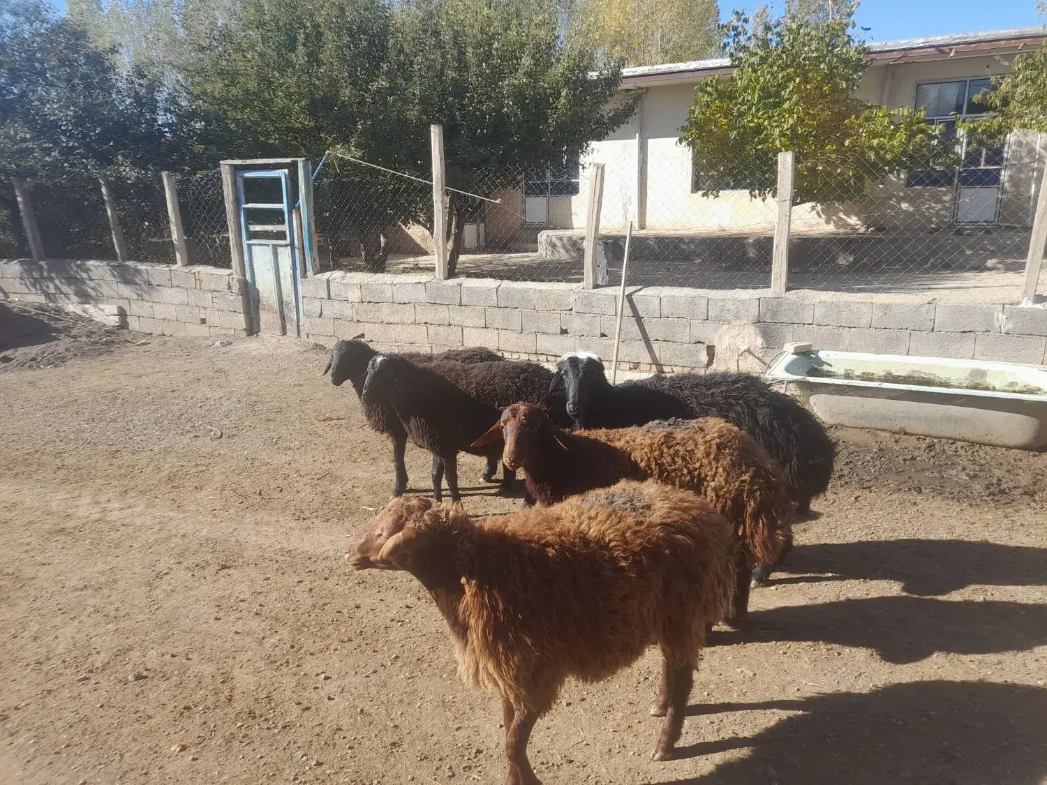 گوسفند نر|حیوانات مزرعه|مهربان, |دیوار