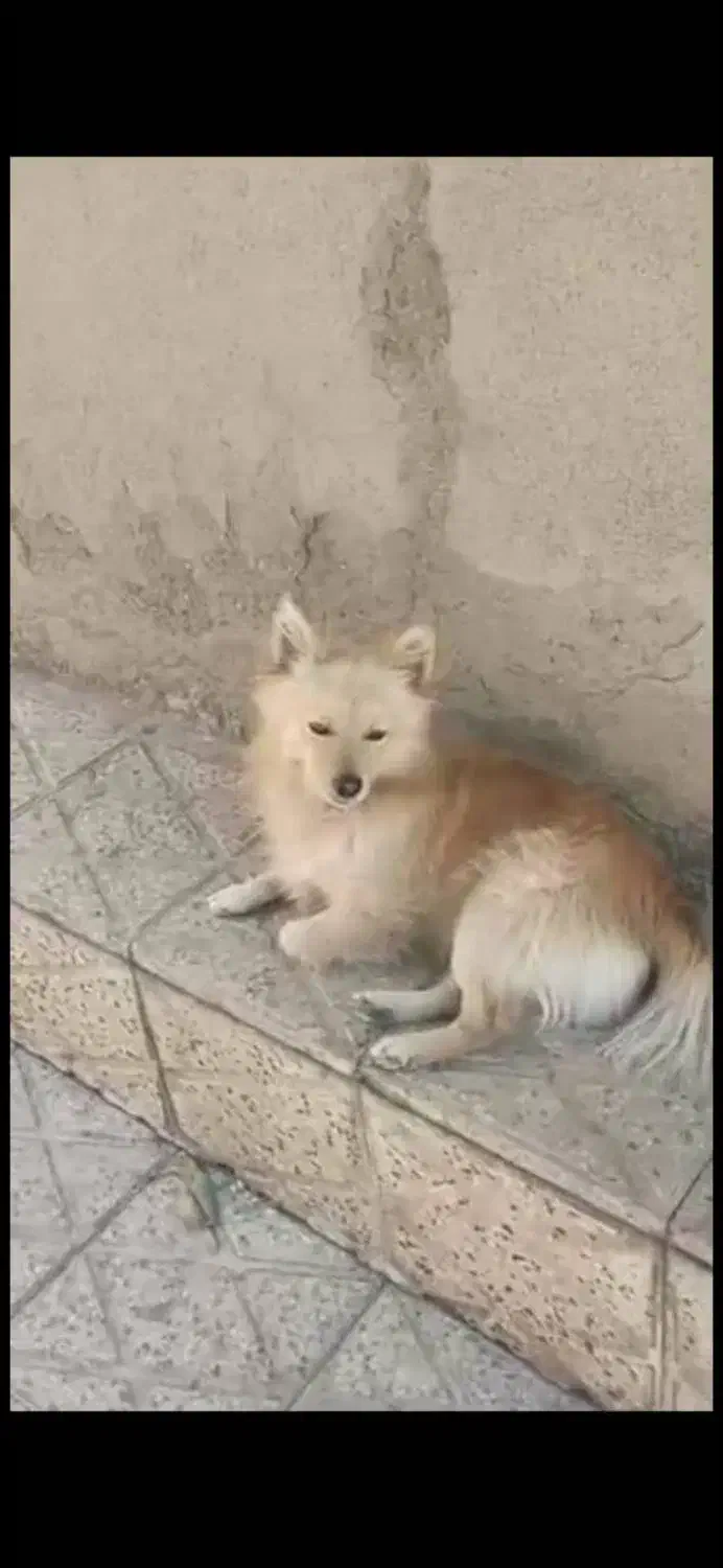 گمشده|سگ|ماکو, |دیوار