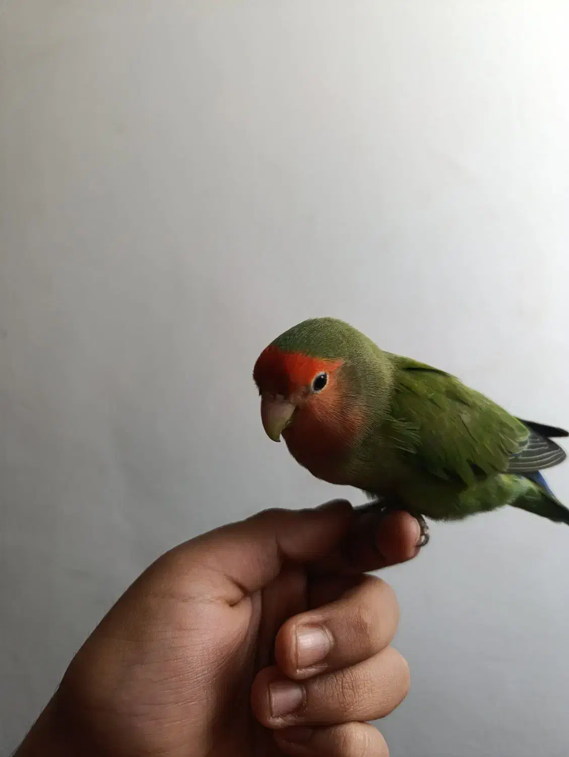 طوطی برزیلی (کوتوله برزیلی) دستی و رام (ماده)|پرنده|کهریزک, |دیوار