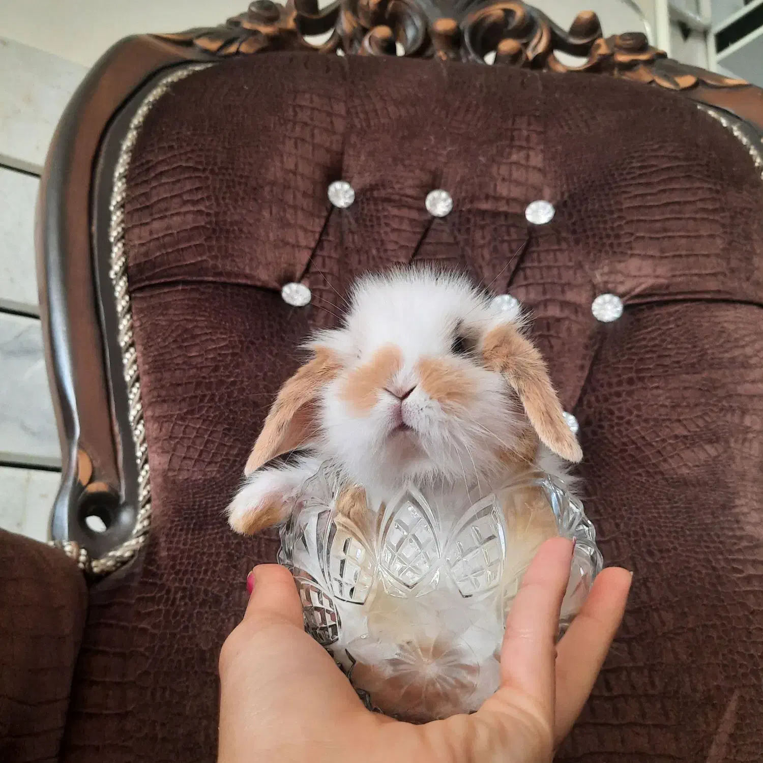 تعدادی خرگوش لوپ اصیل|موش و خرگوش|خمینی‌شهر, |دیوار