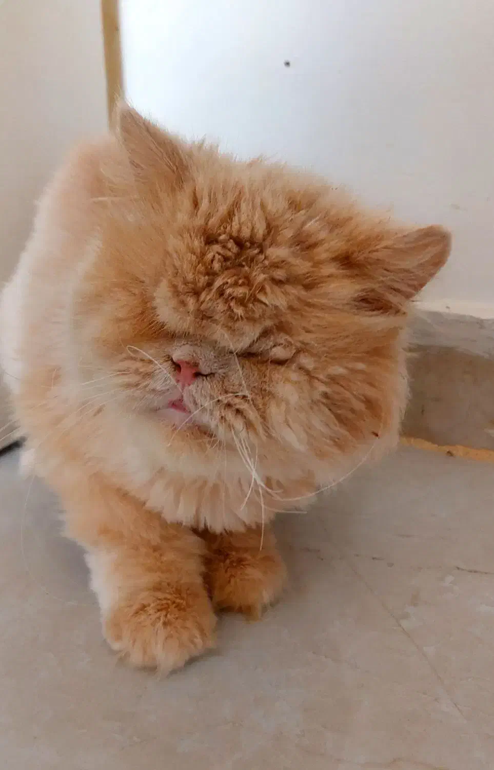 واگذاری گربه پرشین|گربه|کرج, فاز ۴ مهرشهر|دیوار