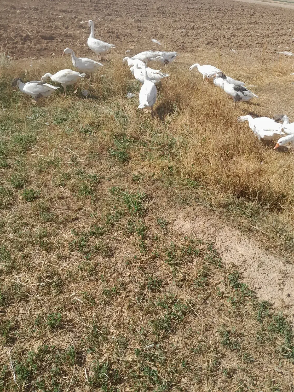 غاز|حیوانات مزرعه|شراء, |دیوار