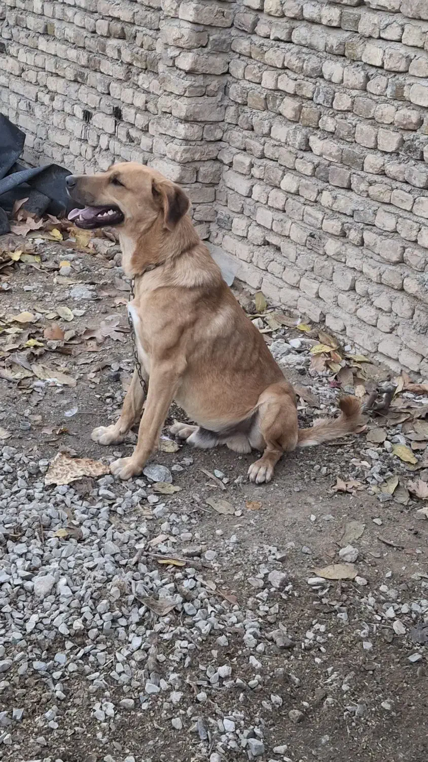 سگ سرابی|سگ|خرم‌آباد, |دیوار