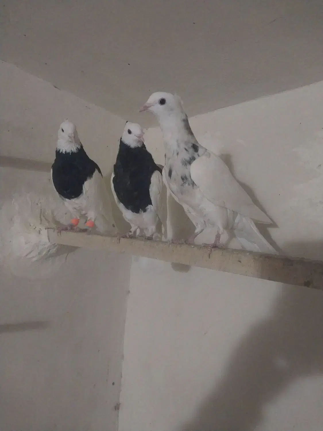 طوقی|پرنده|بردسکن, |دیوار