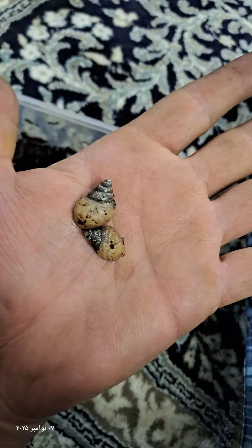 جوجه حلزون|خزنده|قم, عمار یاسر|دیوار