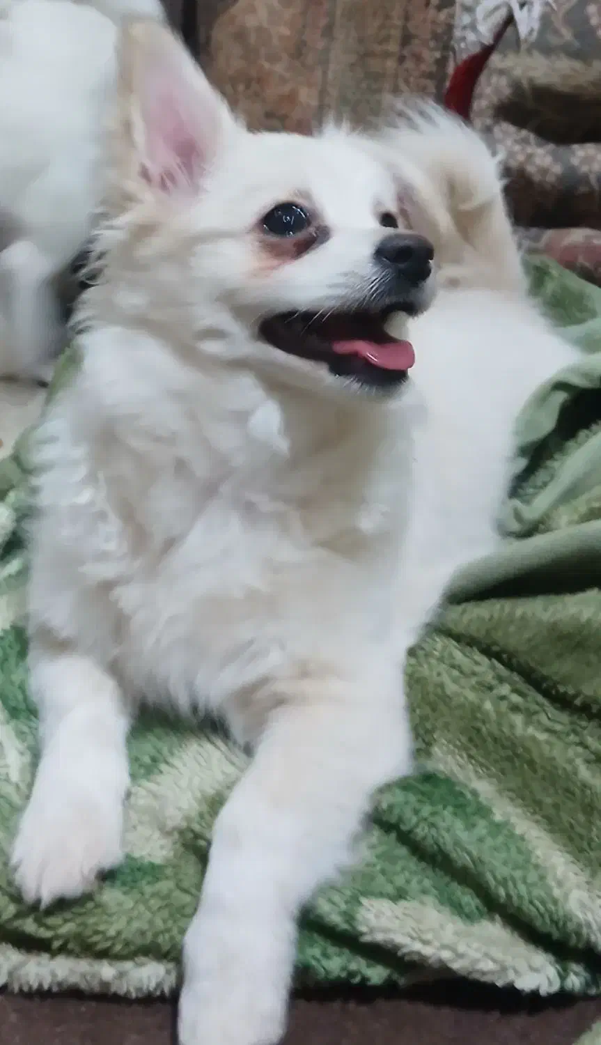 سگ پامراشپیتز|سگ|خرم‌آباد, |دیوار