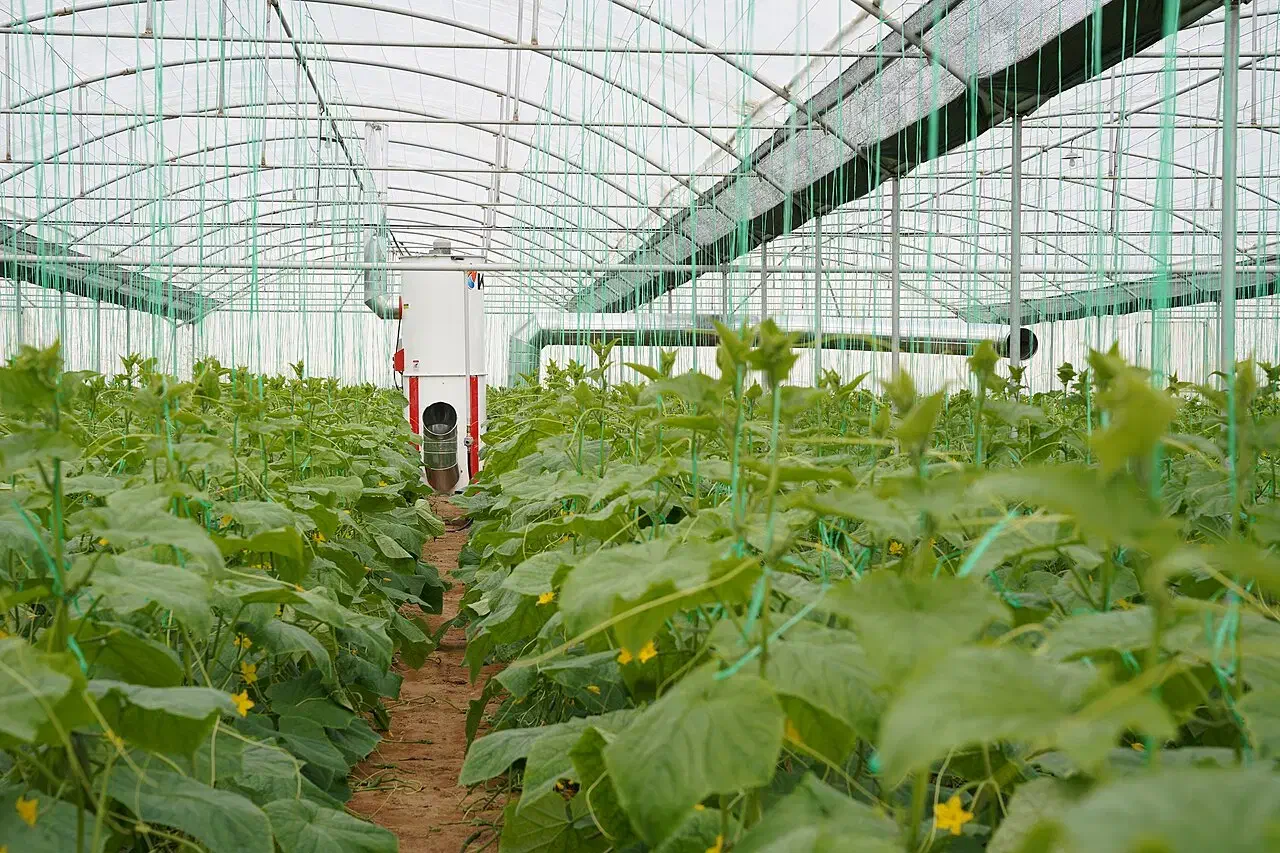 فروش گلخانه آماده کشت|فروش دفتر صنعتی، کشاورزی، تجاری|تفت, |دیوار