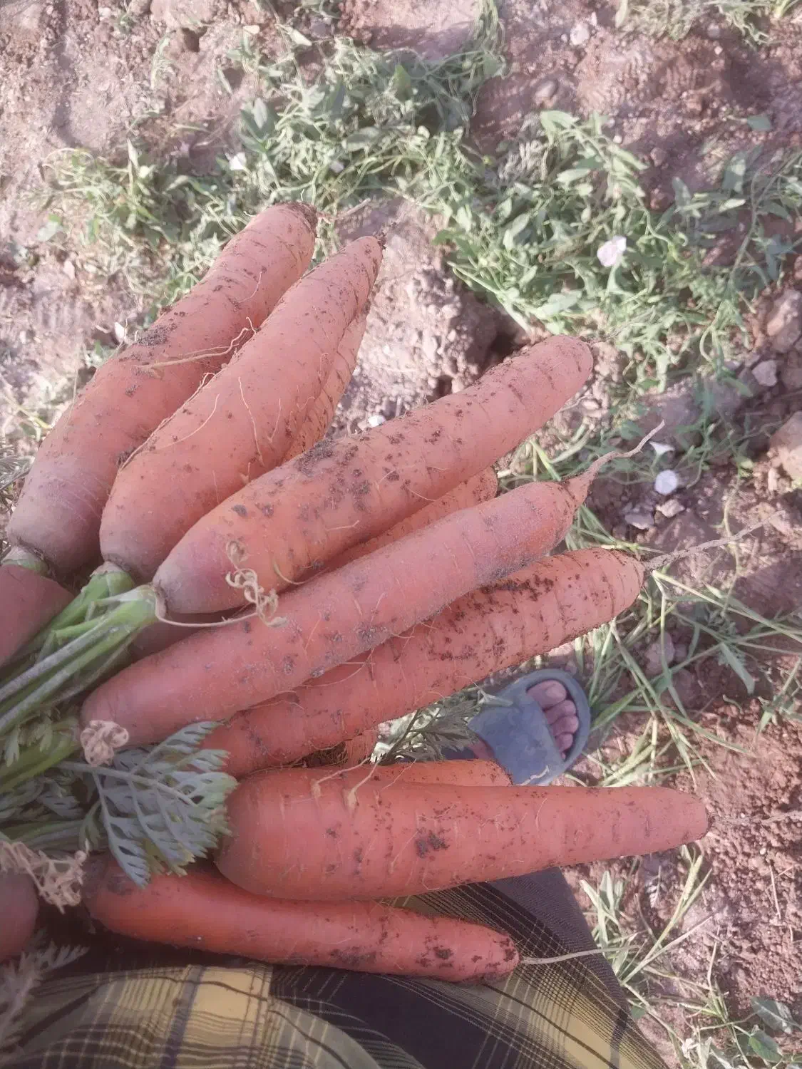 کاشت هویج|خدمات باغبانی و درختکاری|مهاباد (آذربایجان غربی), |دیوار