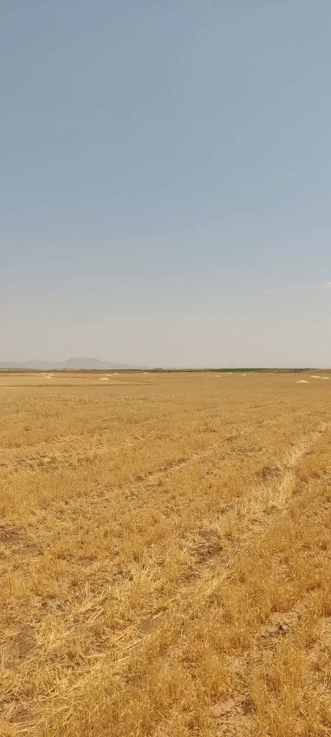 کاه دیم|لوازم جانبی حیوانات|آفتاب, |دیوار