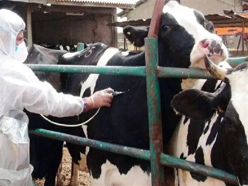 تزریق واکسن تب برفکی  هشدار به دامداران|خدمات آرایشگری و زیبایی|تربت‌حیدریه, حاجی یار‎|دیوار