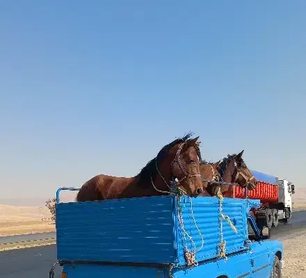 خرید فروش انواع اسب مادیان|اسب و تجهیزات اسبسواری|ثلاث باباجانی, |دیوار