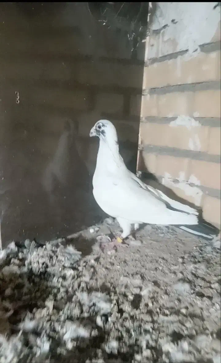 پلنگ سیاه نر|پرنده|نیشابور, ابراهیمی|دیوار