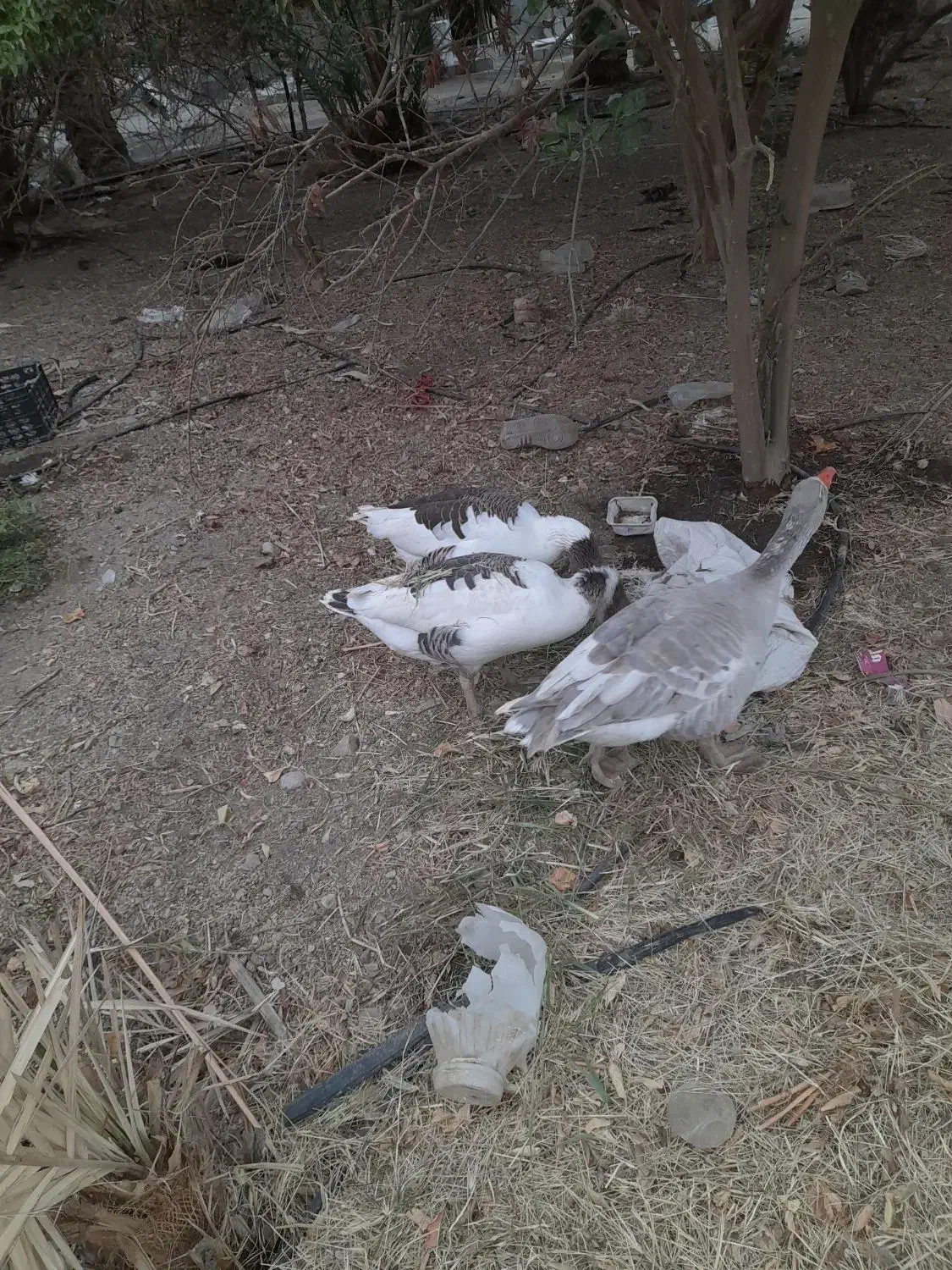 غاز|حیوانات مزرعه|رودان, |دیوار