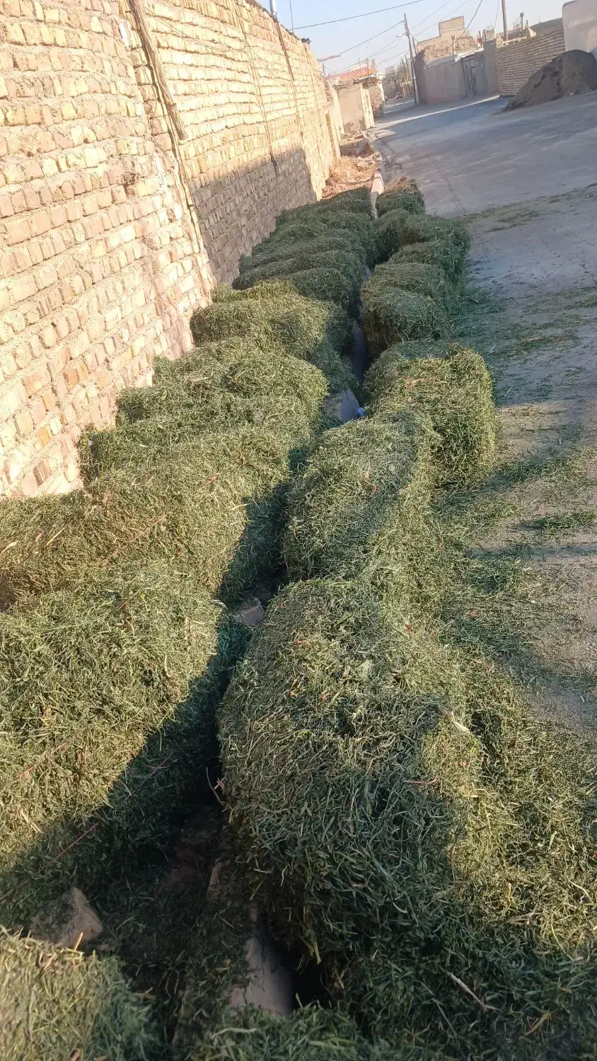 فروش۲۷عددیونجهعلفدار|حیوانات مزرعه|دشتابی, |دیوار