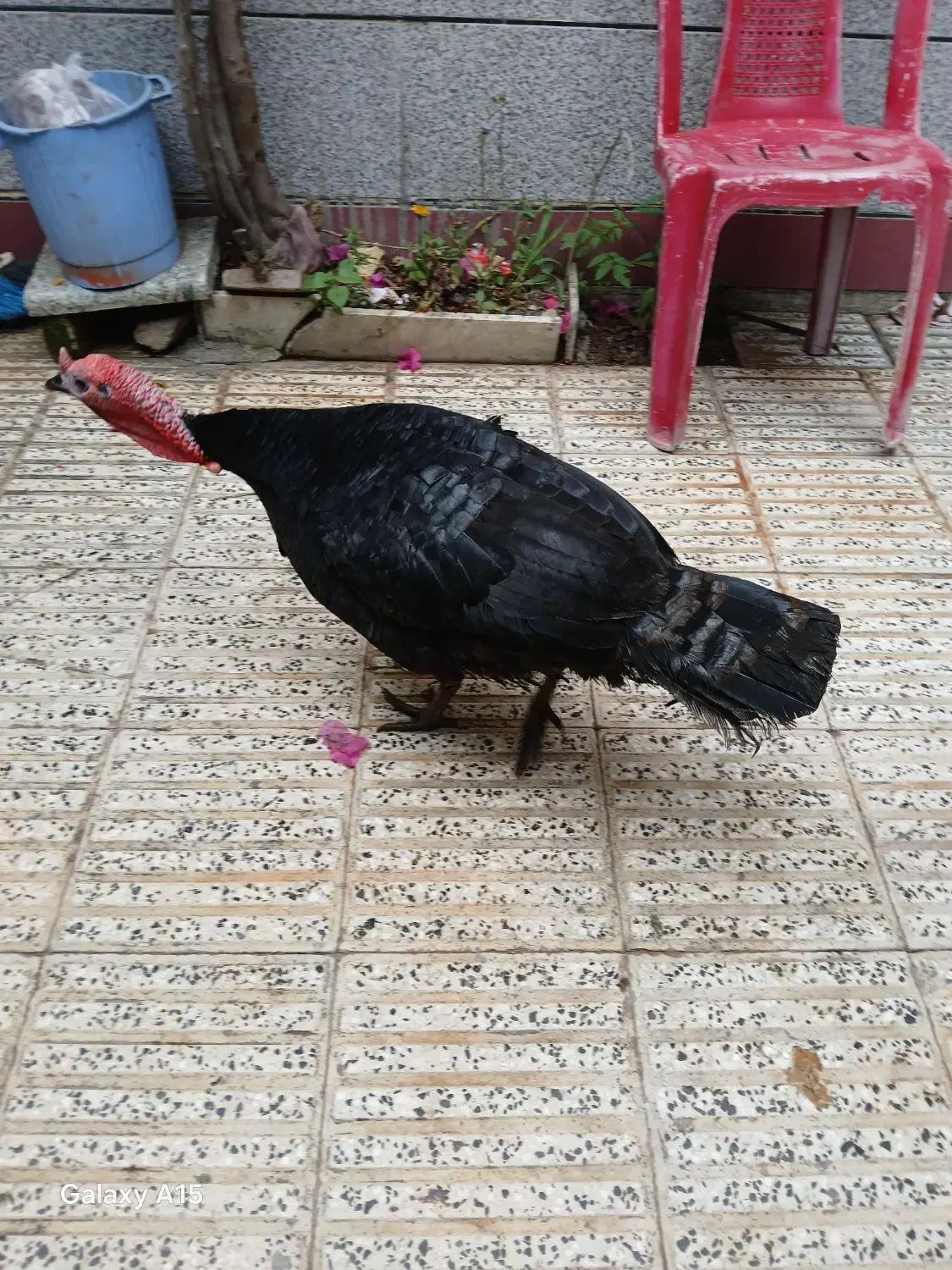 بوقلمو سالم بشرط|حیوانات مزرعه|آزادشهر, |دیوار