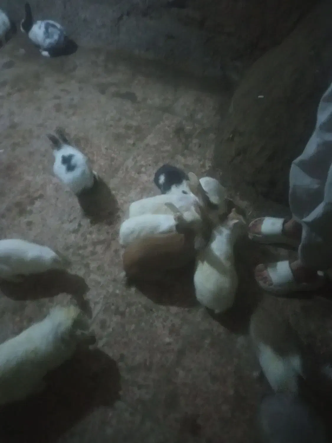 10عدد خرگوش|موش و خرگوش|سبزوار, جوادیه شرقی|دیوار