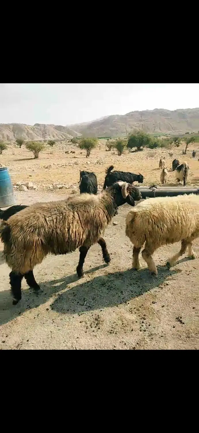 قوچ|حیوانات مزرعه|دهدشت, |دیوار